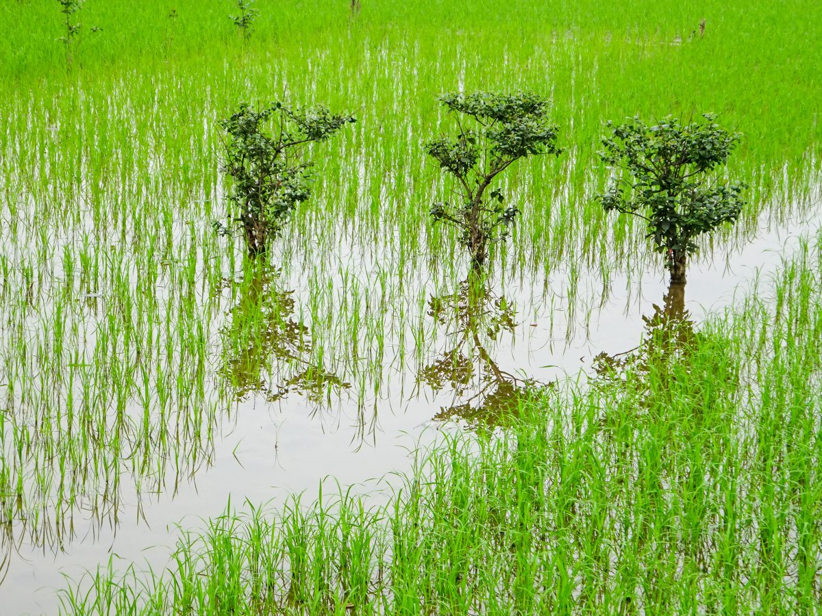 Three bushes in wet rice paddy