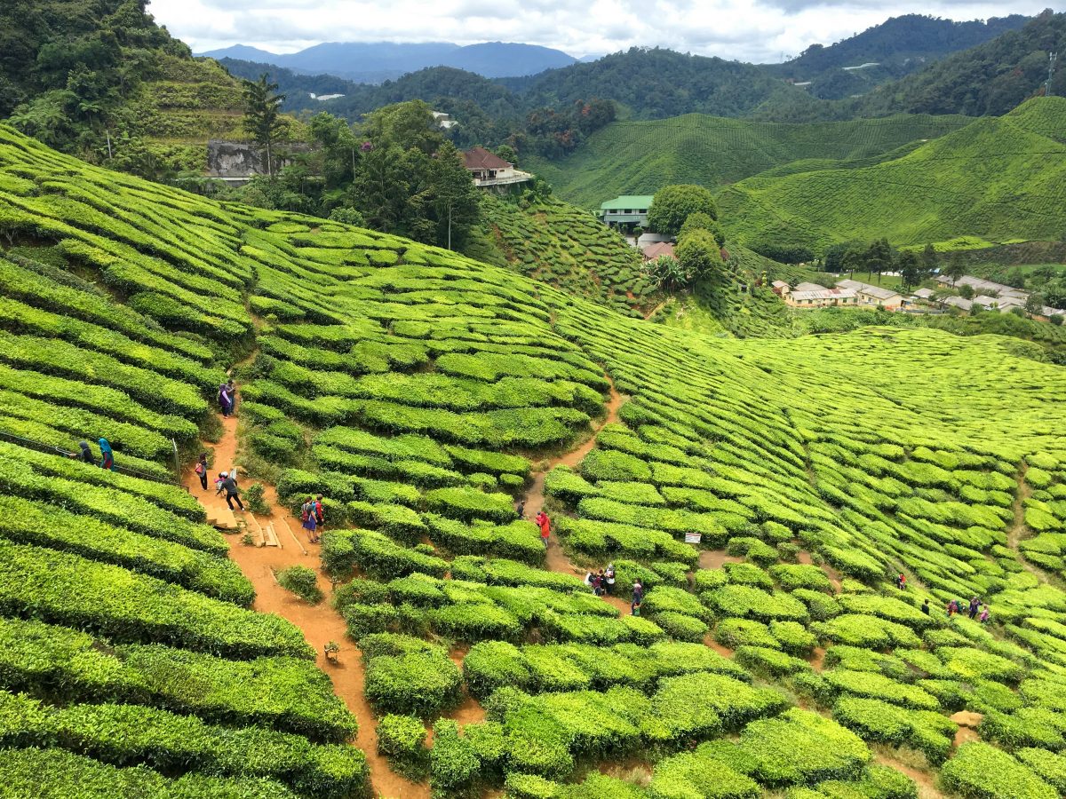 People strolling paths in tea plantation