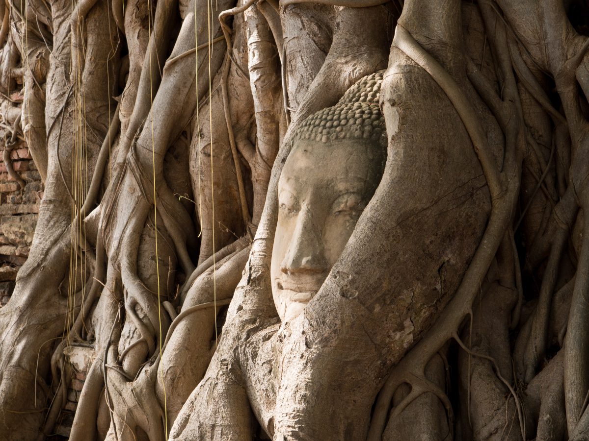 Buddha head wrapped in tree
