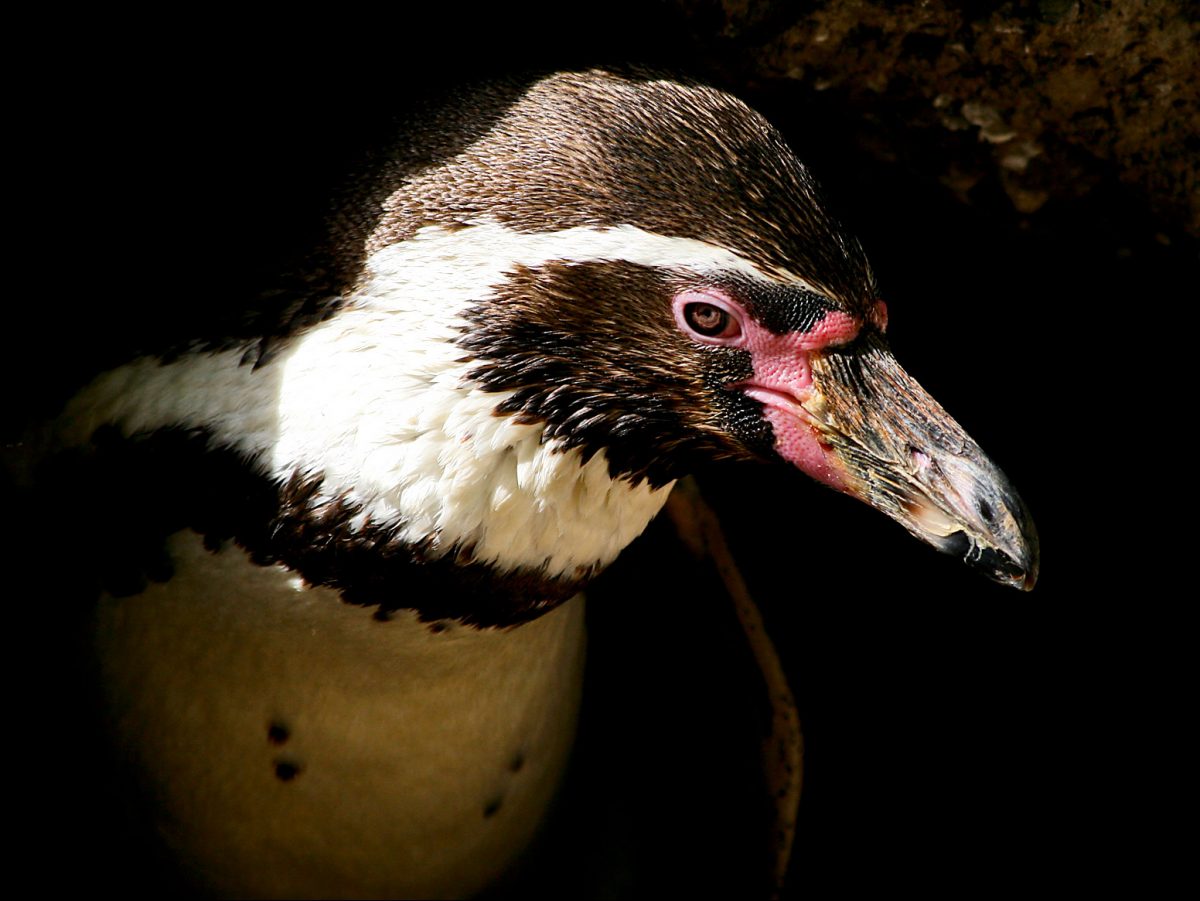Penguin head