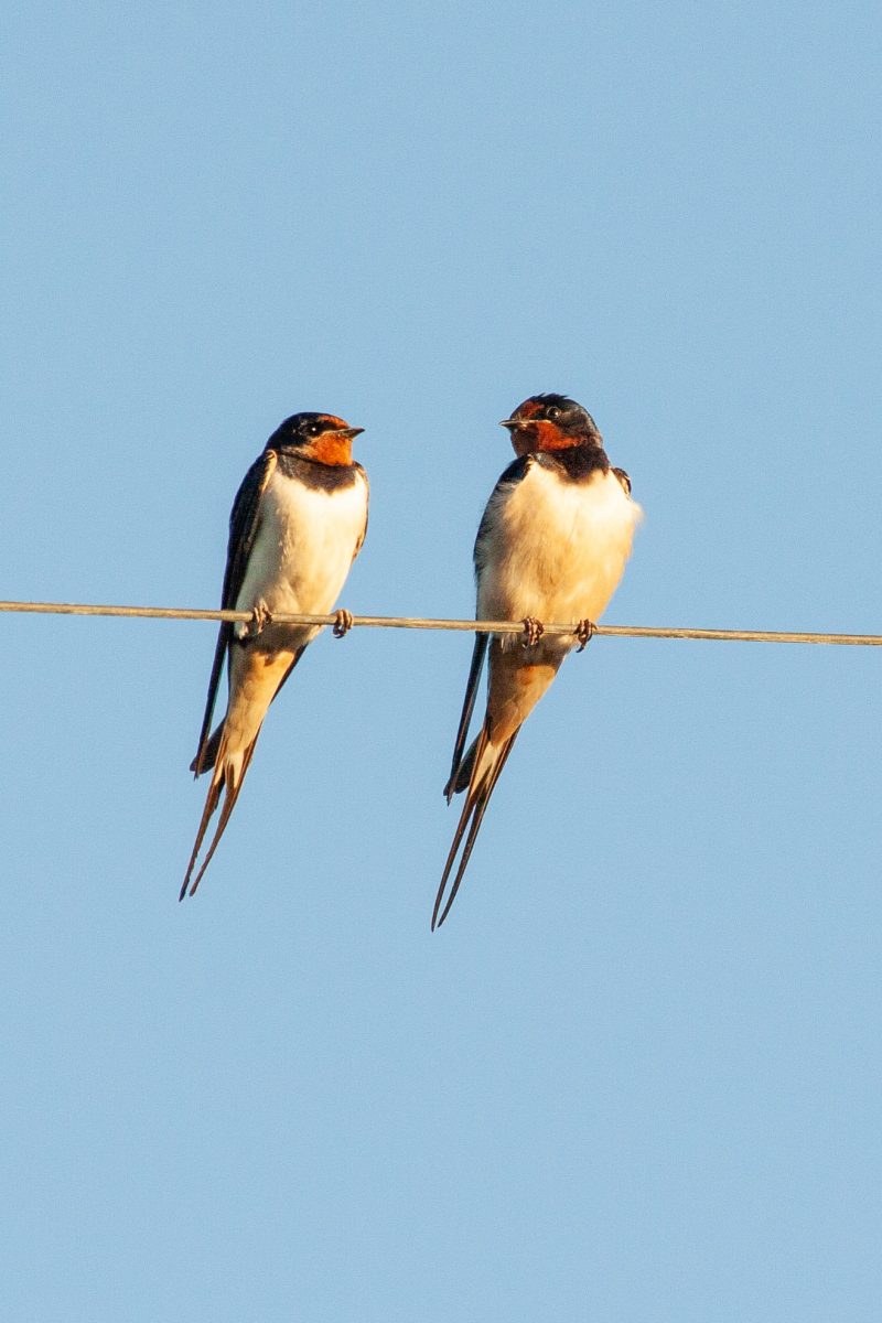 2 swallows on a wire against blue sky