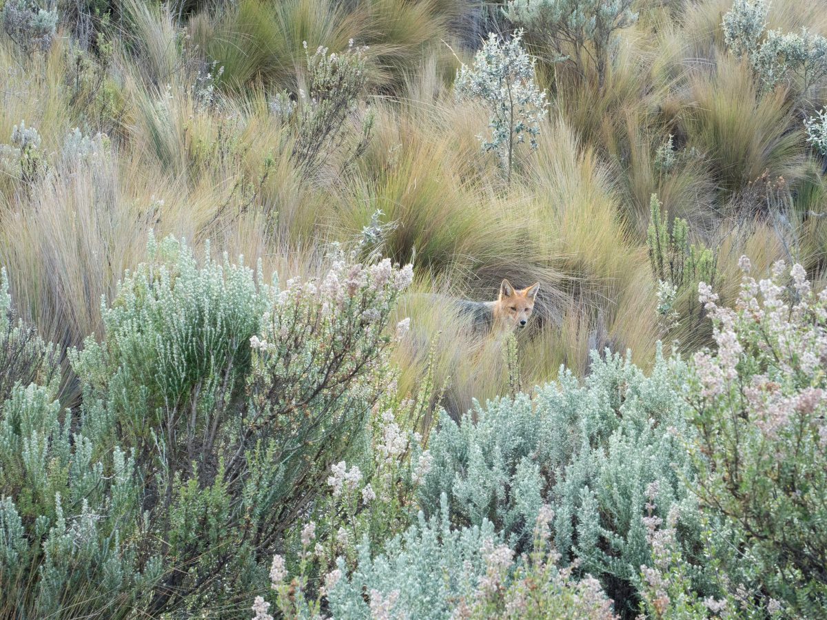 Andean wolf in bushes
