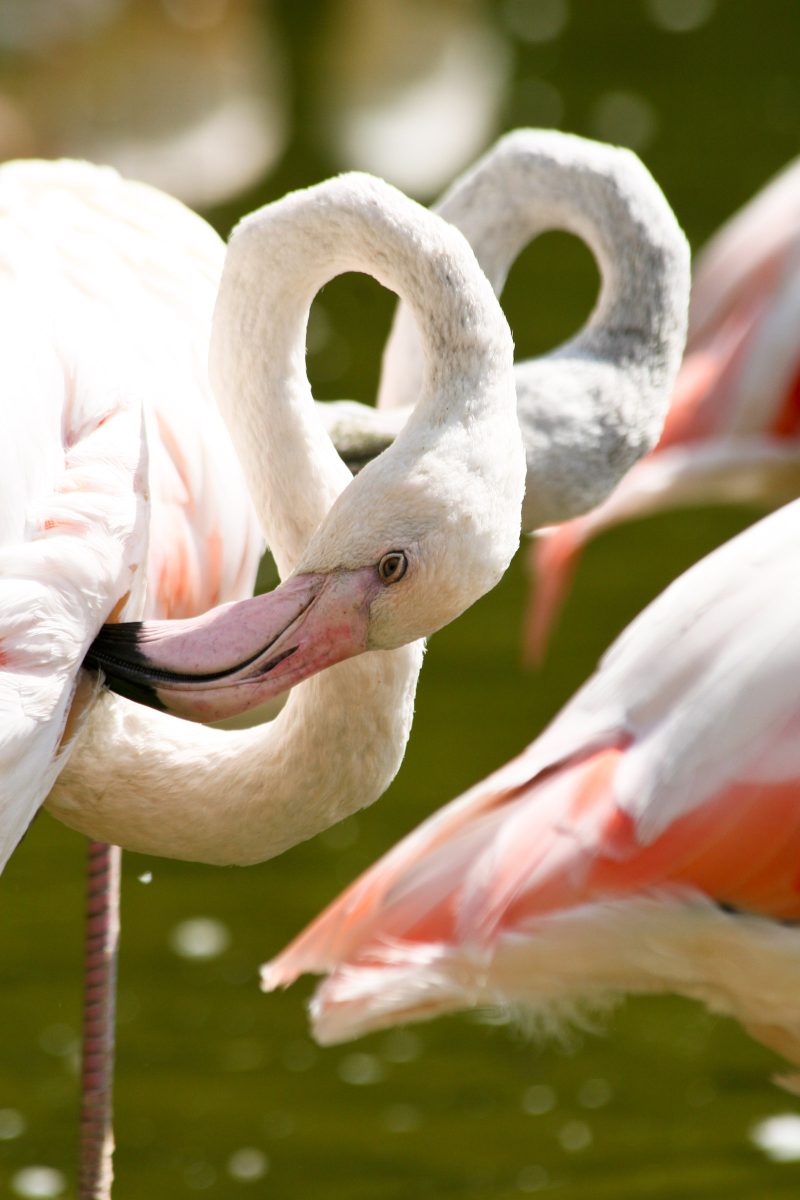 Flamingos with heads bent