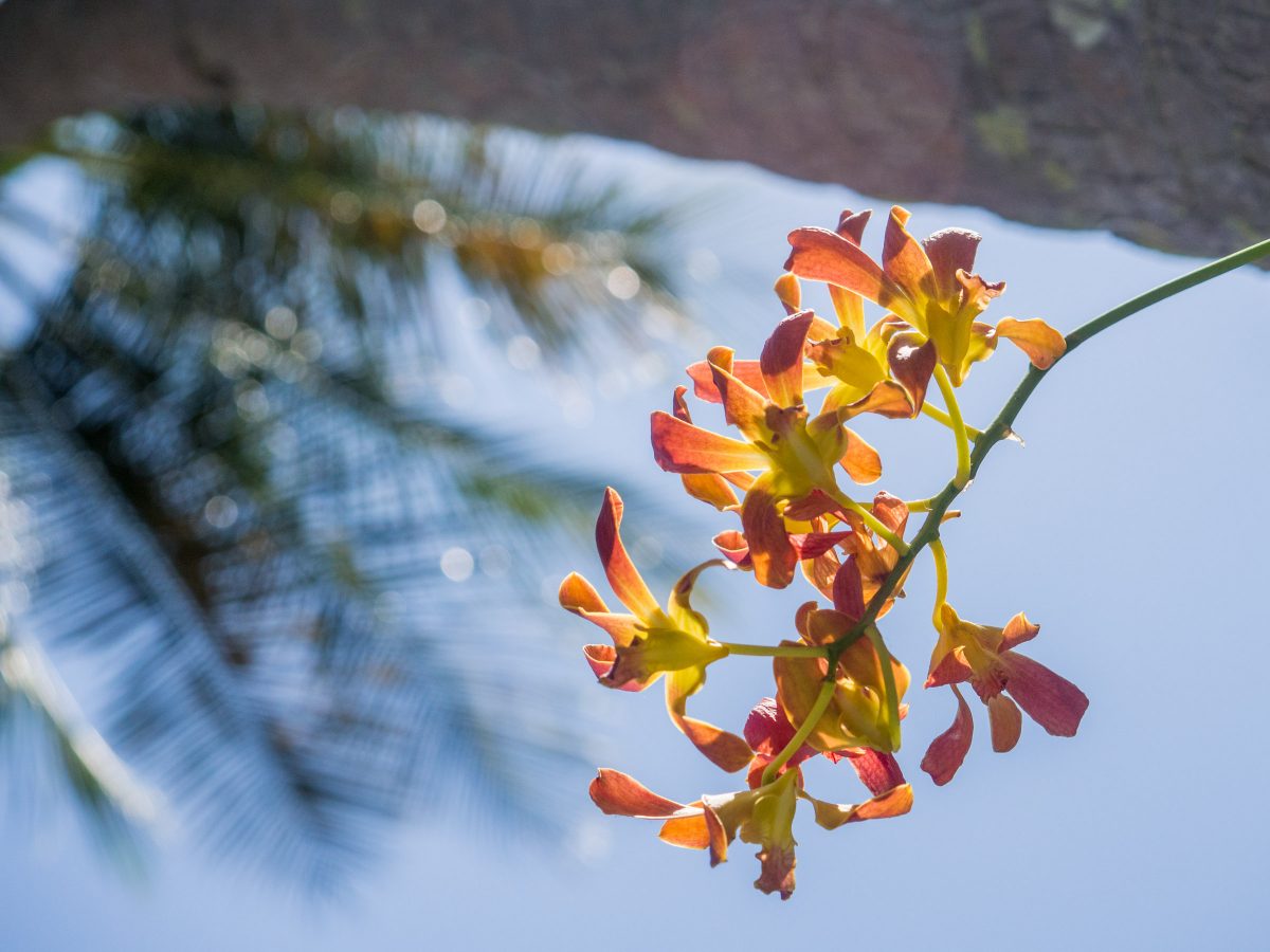Orange flower with background of blue sky and palm