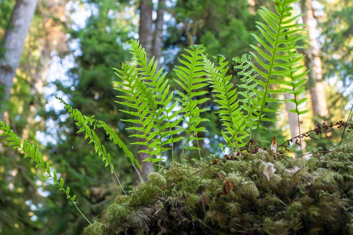 Green ferns on a mossy log