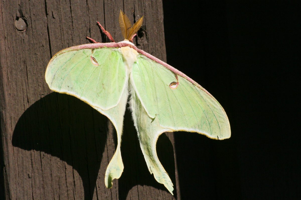 Pale green luna moth on brown wood