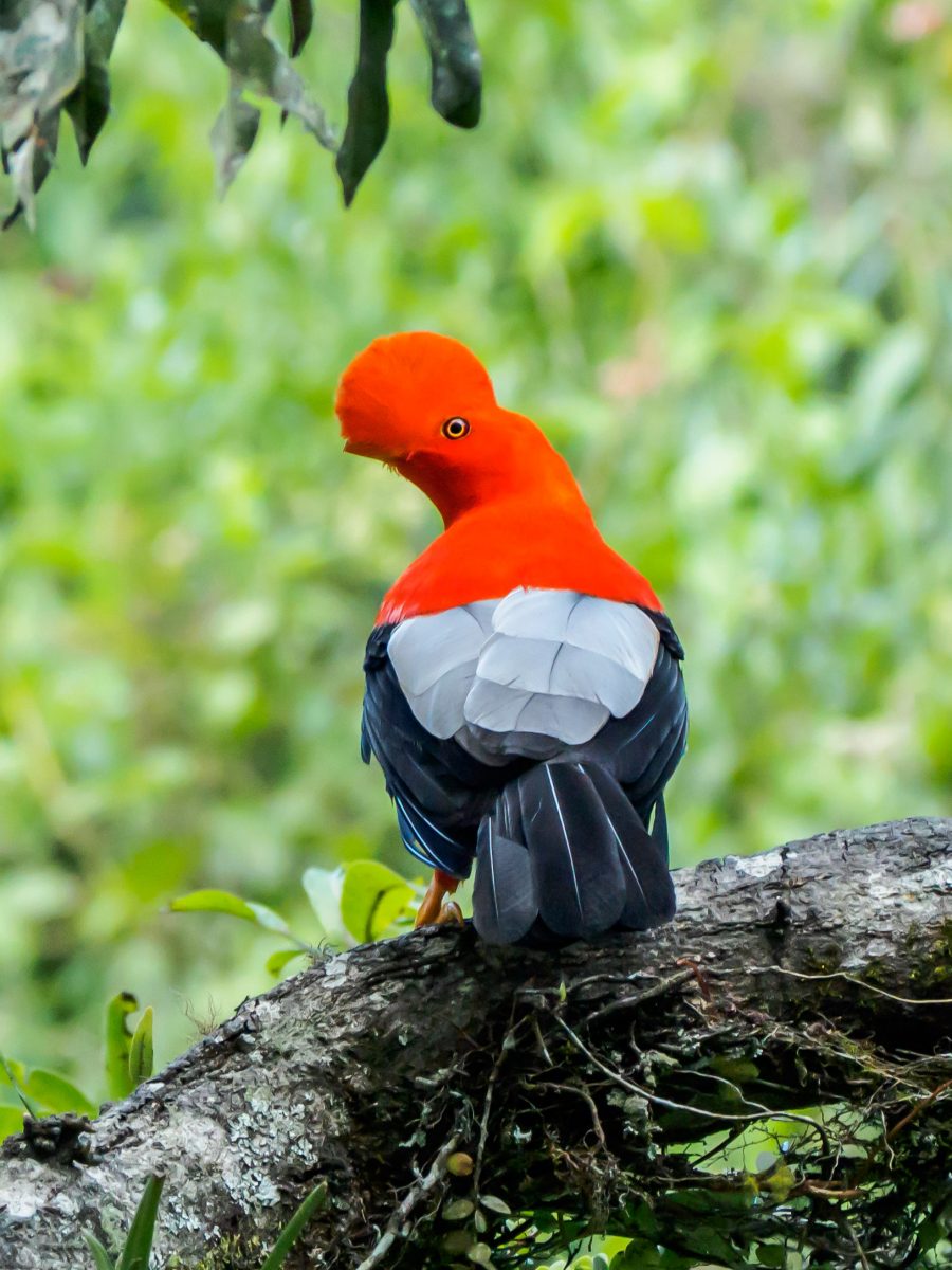 Cock of the rock, black and grey bird with red head, on a branch