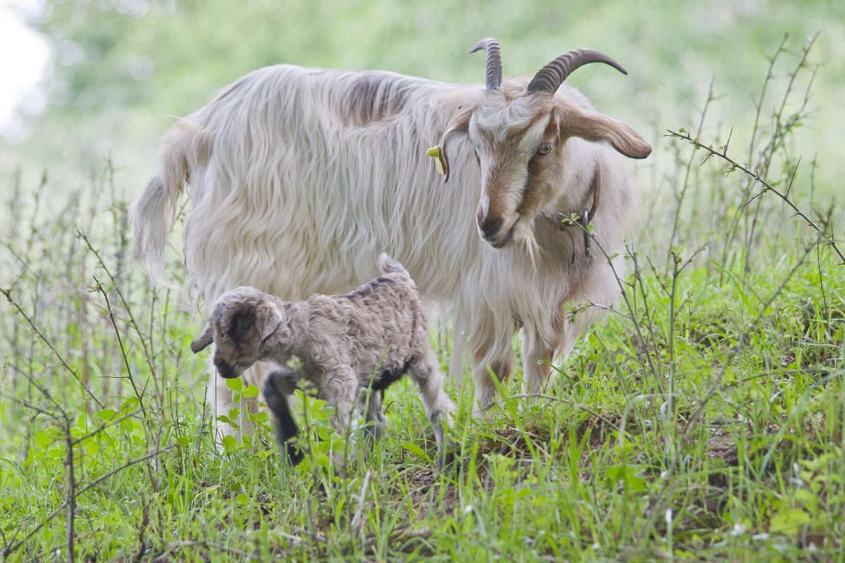 Mother and baby goats