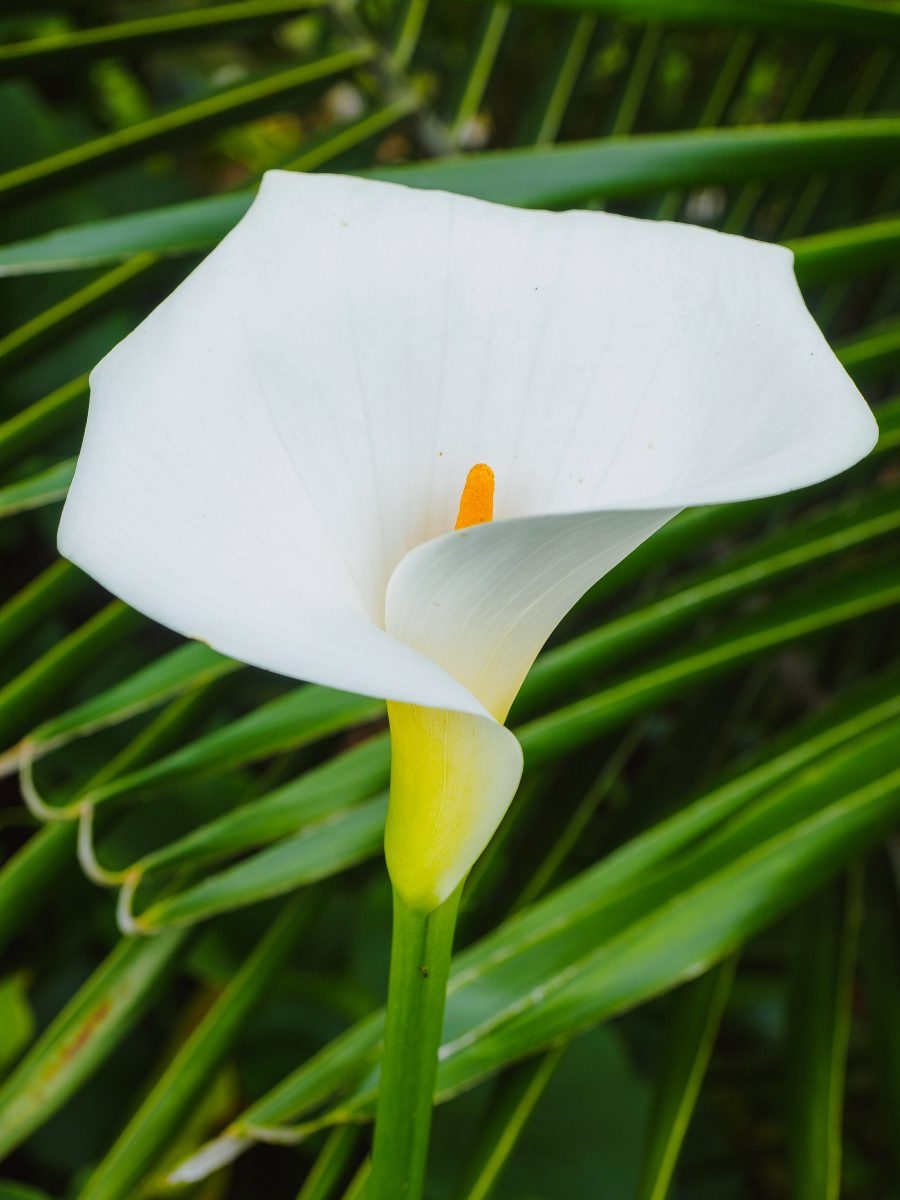 White Calla lily close up
