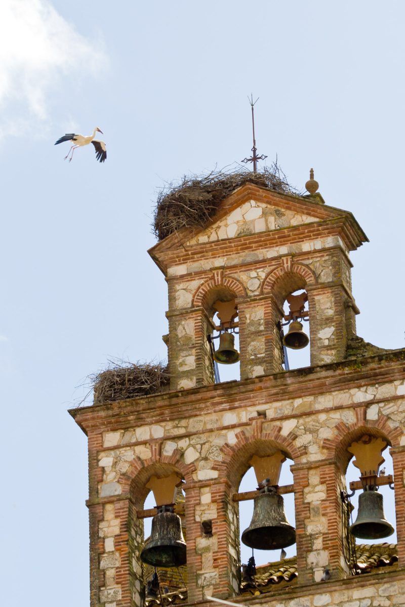 Stork flying to nest on church tower with bells