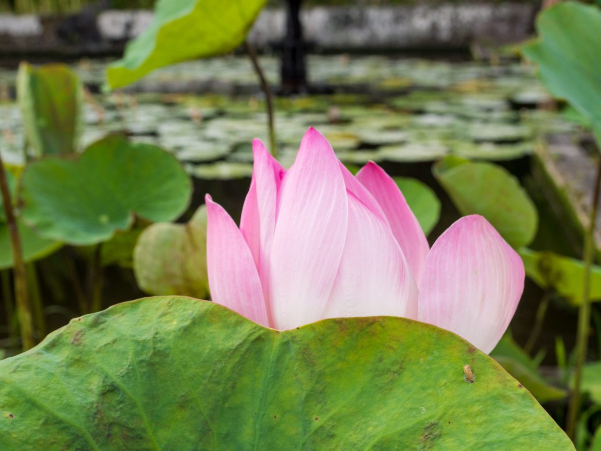 Pink water lily folded half-closed