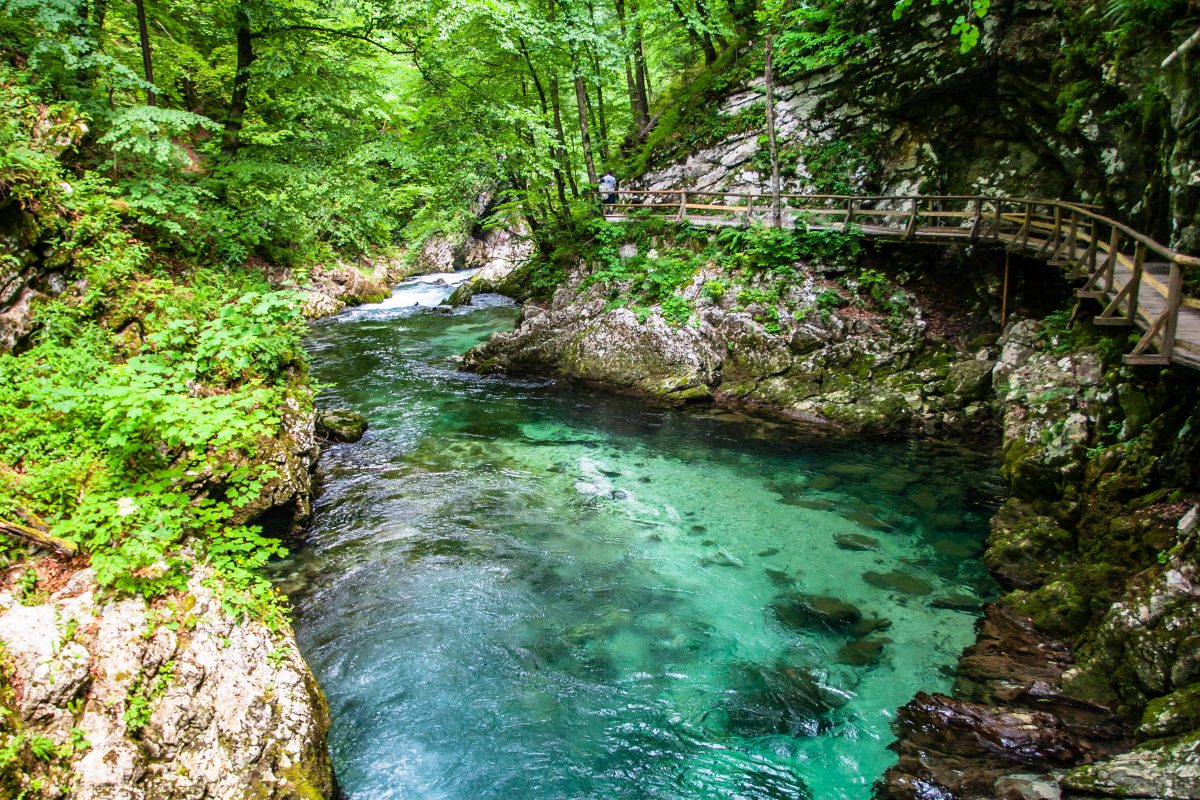 Blue stream in green forest
