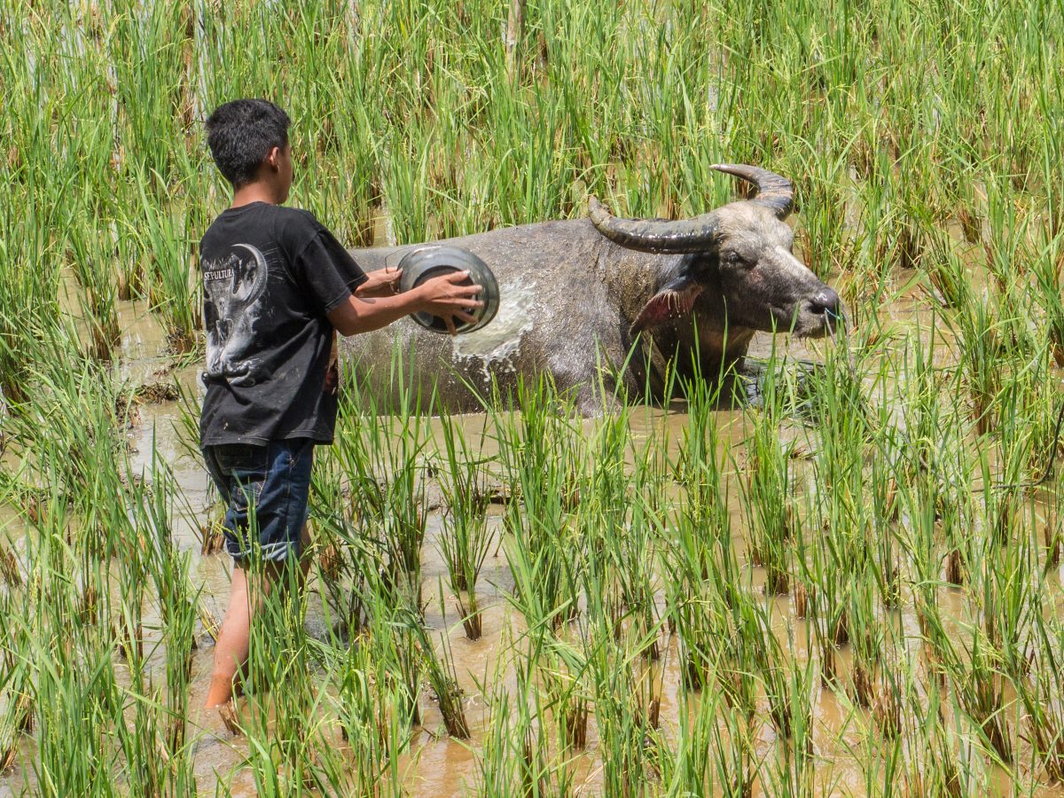 Standing in a rice paddy, boy pours water from bucket onto water buffalo