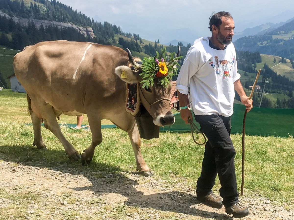 Man leading cow with flower headdress