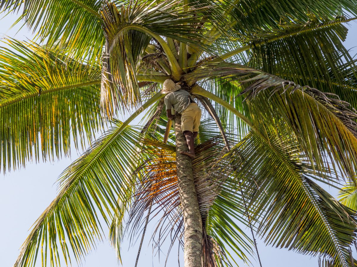 Man climbing coconut palm