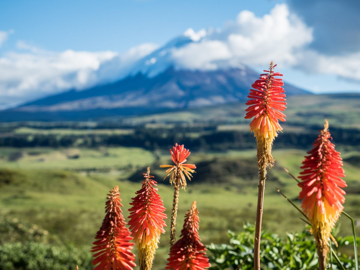 Torch lilies with mountain in background