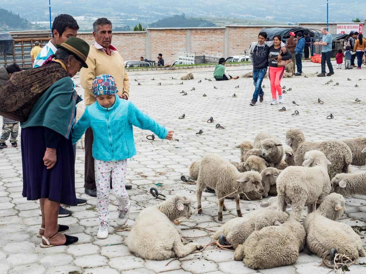 People and sheep at animal market